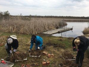 Decorating the nesting platforms with marsh vegetation and mud.