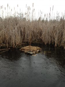 1 of 20 nesting platforms put out along the Emily Creek watercourse.