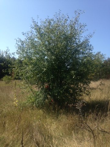 Buckthorn 10 feet tall