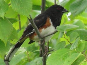 Eastern Towhee