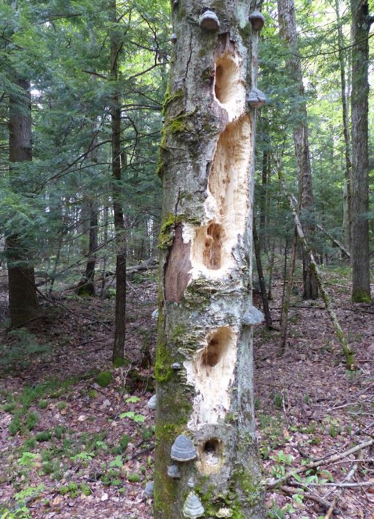 Pileated Woodpecker Activity