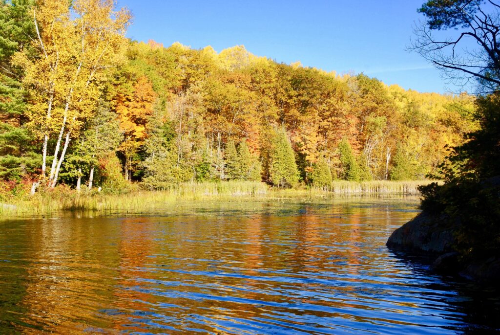 Christie Bentham Wetland Project - Kawartha Land Trust