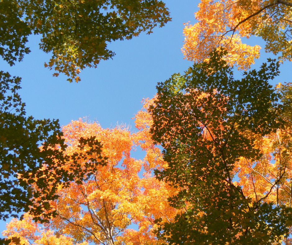 Fall colours at Kawartha Land Trust's Ingleton-Wells Property