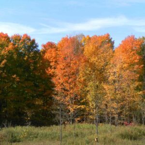 Stand of trees in their fall colours at KLT's Ingleton-Wells property on the north side of Stoney Lake