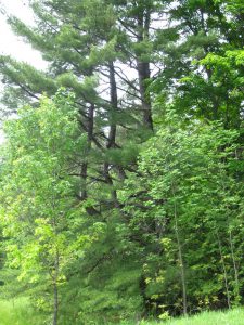 Dance (Sharpe) Nature Sanctuary