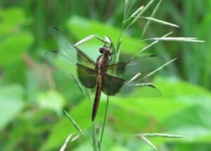 Dragonfly at Kawartha Land Trust's Ingleton-Wells Property
