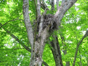 Nest in a tree at Kawartha Land Trust's Ingleton-Wells property