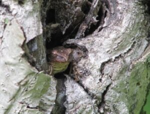 Frog in a tree at Kawartha Land Trust's Ingleton-Wells Property