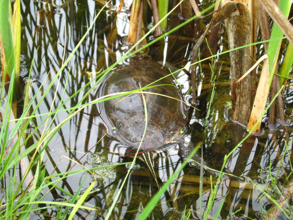 Turtle at Emily Creek