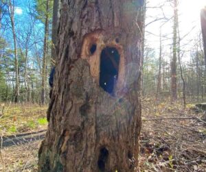 Tree with animal-made holes at Jeffrey-Cowan Forest Preserve