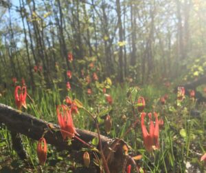 Columbines wildflowers at Jeffrey-Cowan Forest Preserve