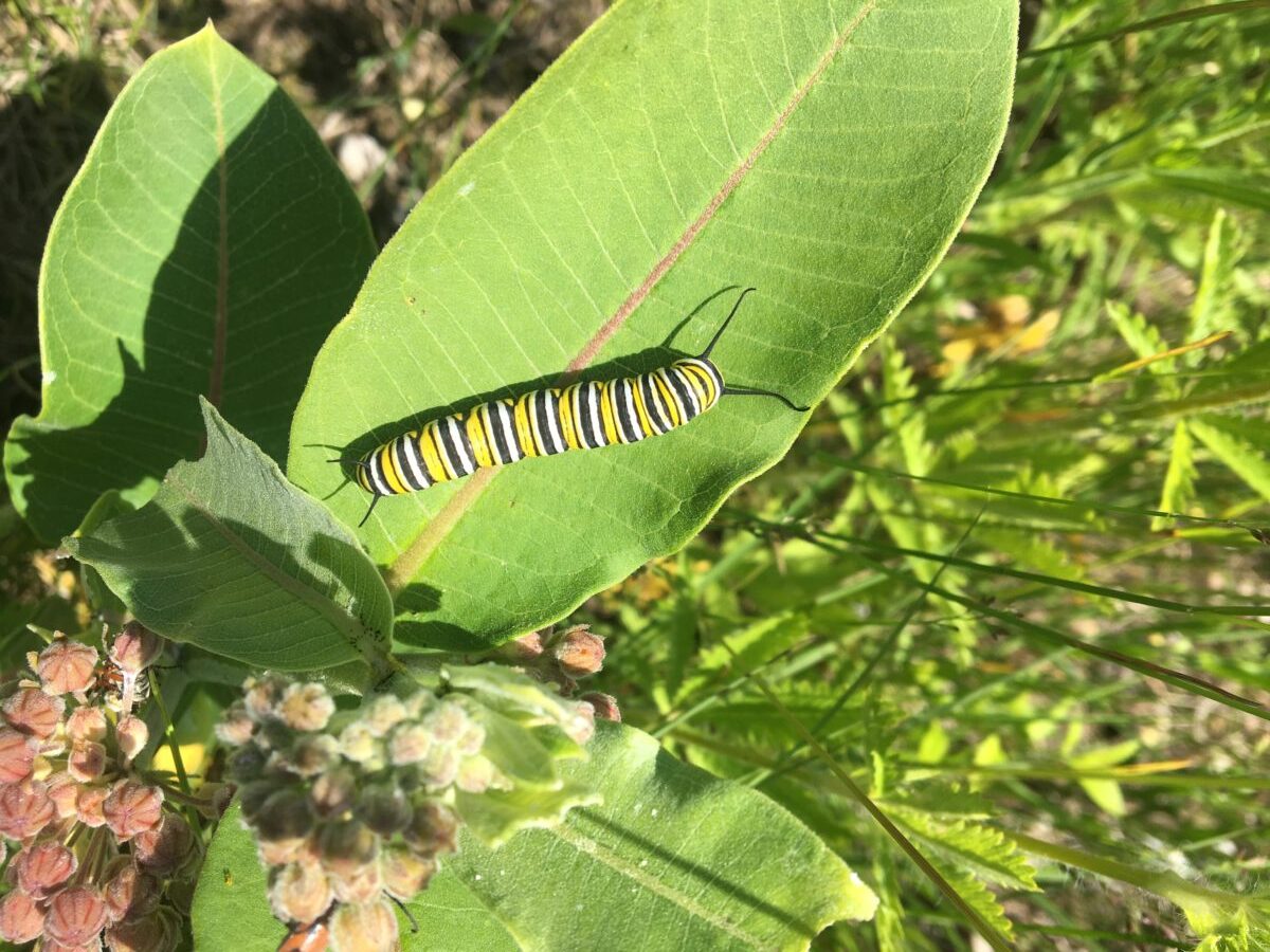 Monarch caterpillar on milkweed at Dance Nature Sanctuary
