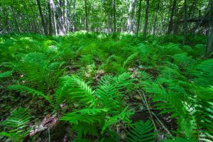 Ferns