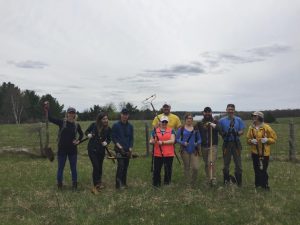Buckthorn removal