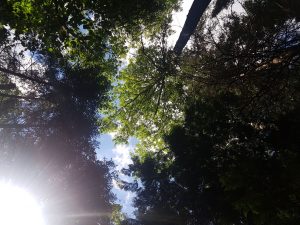 Fell canopy