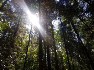 Fell Forest sunlight