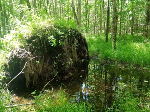 Fell tree up rooted and Vernal pool