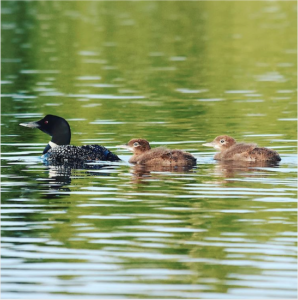Common loon and two baby loons