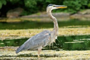 Blue Heron at KLT's Van Nostrand Property. Photo by Veronica Price-Jones