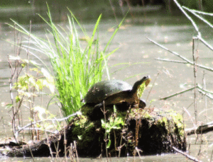 Species at risk Blanding's Turtle basking