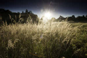 Field of wild grasses lit by dramatic sunlight