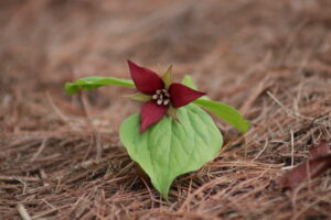 Red trillium flower