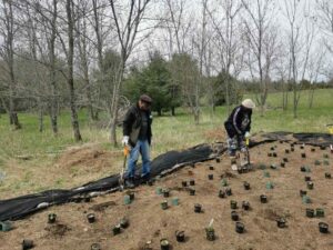 Two volunteers planting trees and wildflowers at Dance Nature Sanctuary