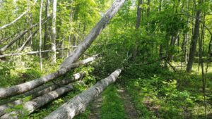 Downed Trees at Jeffrey Cowan Forest Preserve