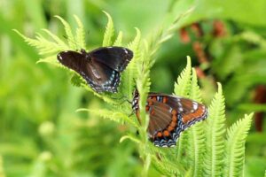 Butterflies on a fern in Kawarthas. Veronica Price-Jones