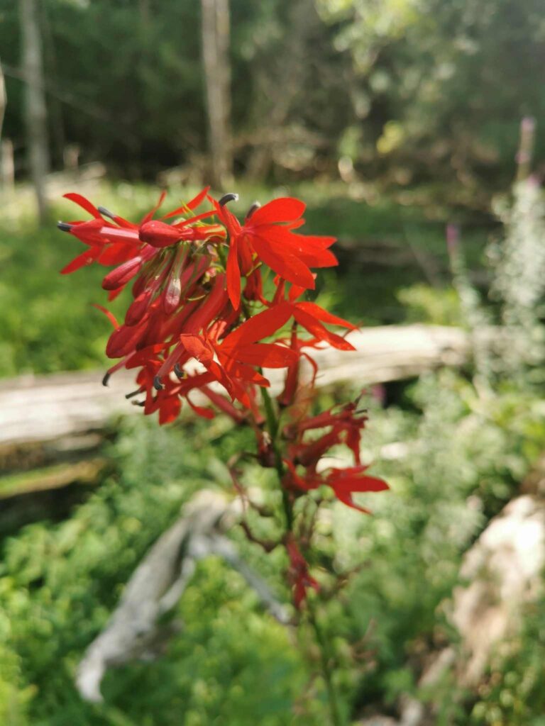 Cardinal Flower at Morton Nature Sanctuary