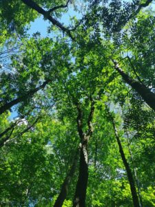 Morton Nature Sanctuary tree canopy