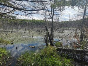 Morton Nature Sanctuary interior lake