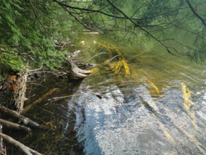 Shoreline Morton Nature Sanctuary
