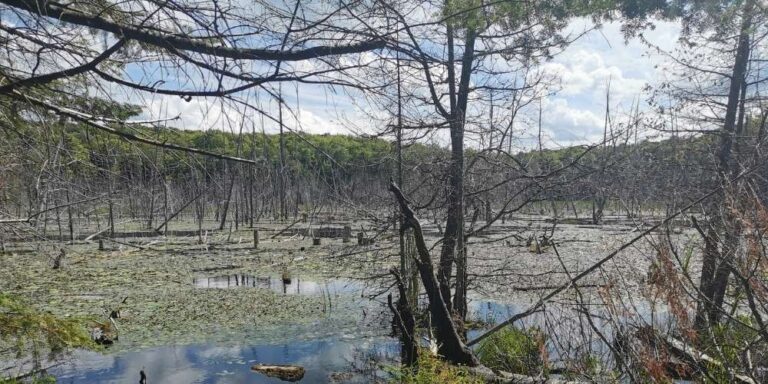 Morton Nature Sanctuary Wetland
