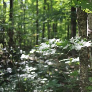 Pipers' Woods