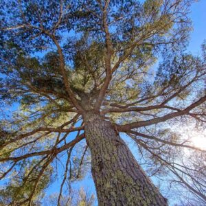 Eastern White Pine Pipers' Woods