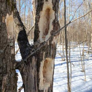 Pipers' Woods woodpecker tree in winter