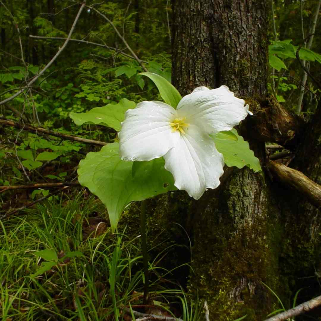 Trillium Pipers' Woods