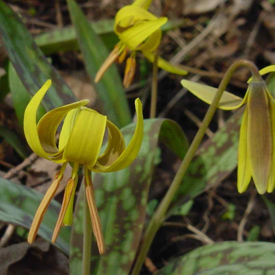 Trout Lilies Pipers' Woods