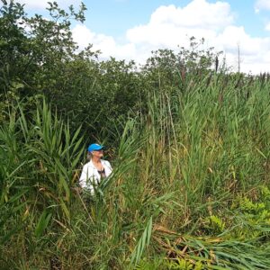 Volunteer removing invasive phragmites from KLT's Balsam Lake Wetland Property