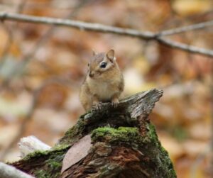 Chipmunk standing on a stump