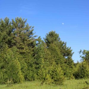 Conifers and moon visible during day at John Earle Chase Memorial Park