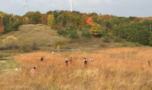 Volunteers collecting tallgrass seeds at Ballyduff Trails in fall