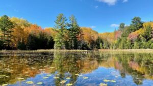 Christie Bentham Shoreline in fall