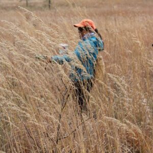 Volunteer collecting seeds from tallgrass prairie at Ballyduff Trails