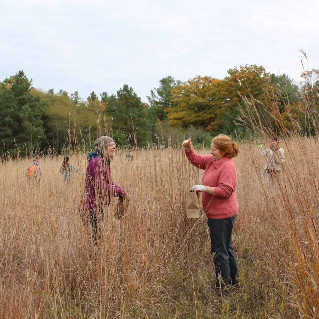 Two volunteers collecting tallgrass seeds from Ballyduff Trails in Pontypool Ontario
