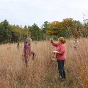 Two volunteers collecting tallgrass seeds from Ballyduff Trails in Pontypool Ontario