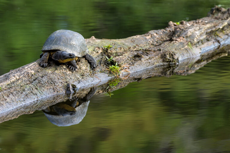 Blanding's Turtle on a log