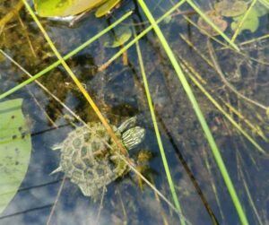 Baby map turtle in a KLT protected wetland