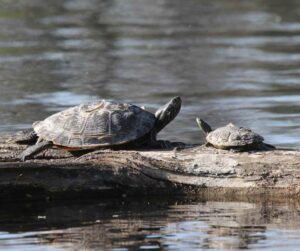 Two map turtles on a log